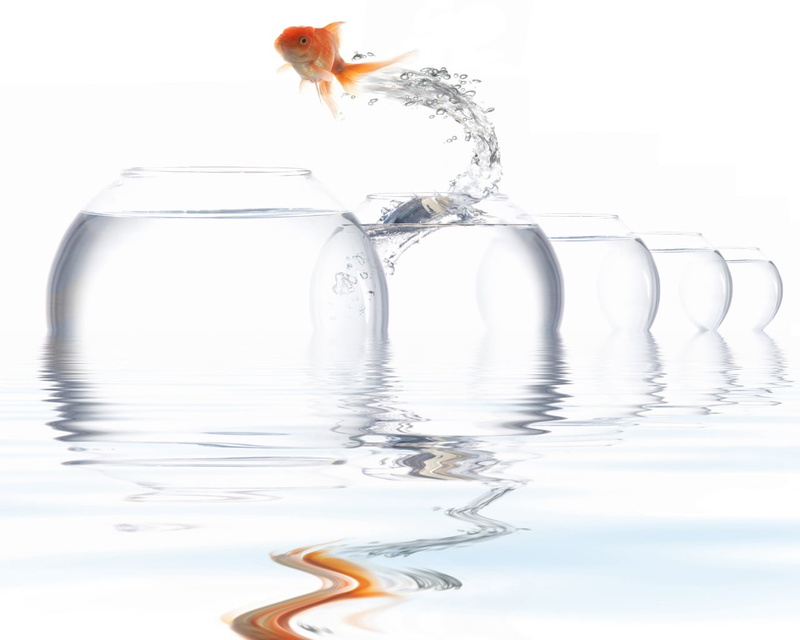 drinking Water, motion, backgrounds, vertebrate, orange, drop, animal themes, close-up, indoors, jump, red, goldfish, animal wildlife, liquid, white Background