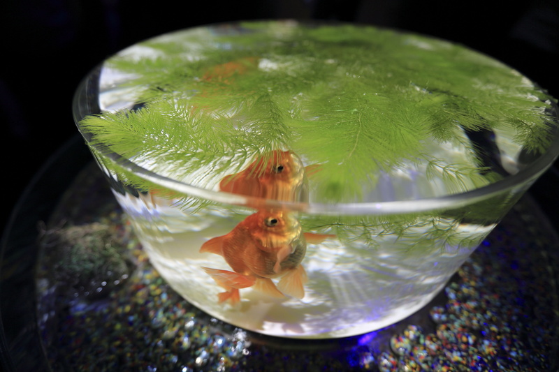 transparent, fish, swimming, glass - material, vertebrate, animal wildlife, domestic, marine, animals in the wild, pets, animal themes, fishbowl, aquarium