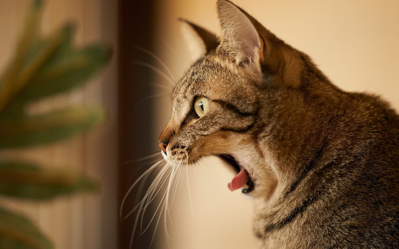 looking away, animal themes, profile view, pets, animal, 1080P, whisker, domestic animals, mouth open, looking, animal body part, close-up, tabby, mammal