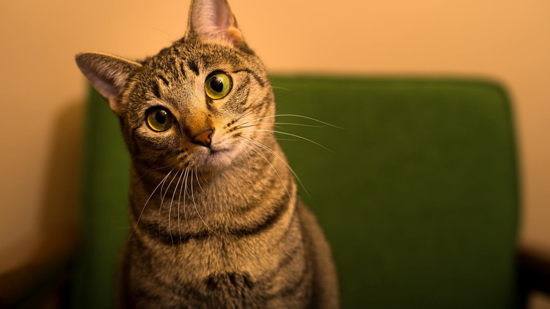 brown, one animal, pets, tabby, close-up, indoors, animal themes, mammal, looking away, focus on foreground, animal head, domestic cat, animal body part