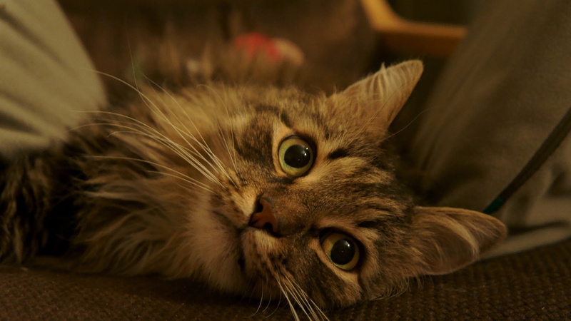 pets, domestic, vertebrate, no people, animals, one animal, domestic cat, gray, mammal, animal body part, portrait, 1080P, tabby, animal head, indoors