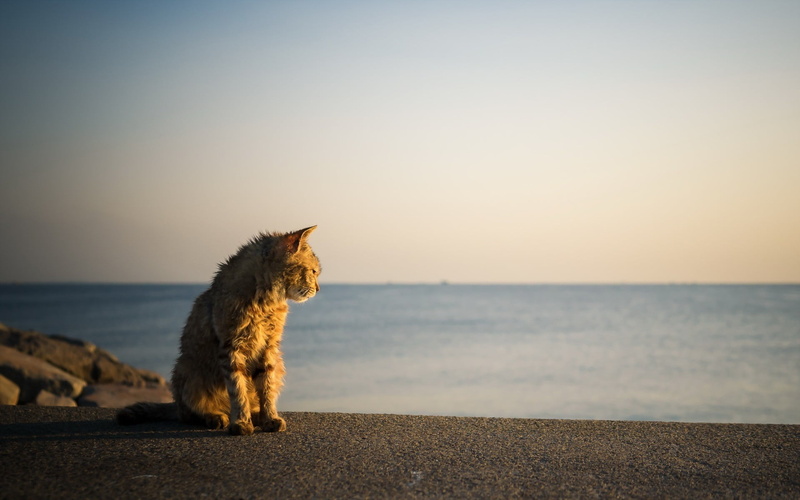horizon over water, land, mammal, animal themes, tabby, sky, domestic animals, pets, animal, sea, feline, no people, animals, beach, horizon, cat, vertebrate