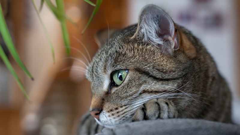 domestic cat, animal body part, domestic animals, cat, 1080P, animals, vertebrate, gray, focus on foreground, white, whisker, relaxation, animal head