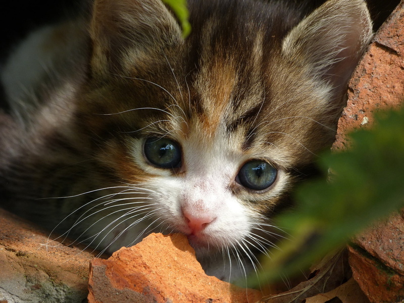 feline, animals, animal, animal eye, animal themes, cat, mammal, close-up, tabby, kitten, looking at camera, 1080P, domestic, one animal, animal body part