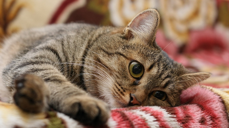 animal themes, silver, tabby, animal, vertebrate, mammal, feline, pets, one animal, close-up, cat, no people, yellow eyes, animal head, animal eye, selective focus