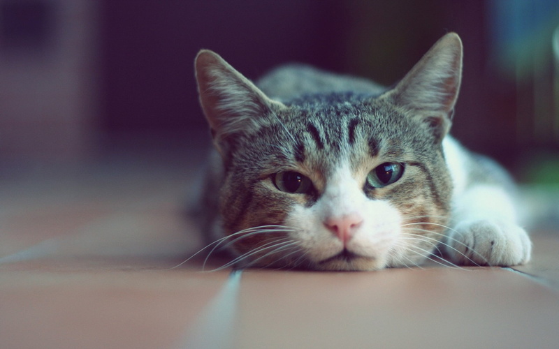 depth of field, looking at camera, no people, indoors, animal, whisker, silver, one animal, pets, animal head, cat, 1080P, close-up, animals, domestic