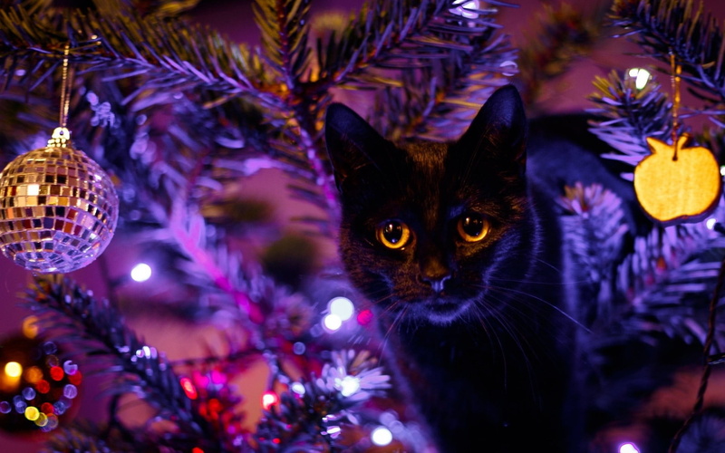 black, no people, cat, animal themes, domestic, domestic cat, animals, celebration, holiday, illuminated, domestic animals, indoors, Christmas ornaments 
