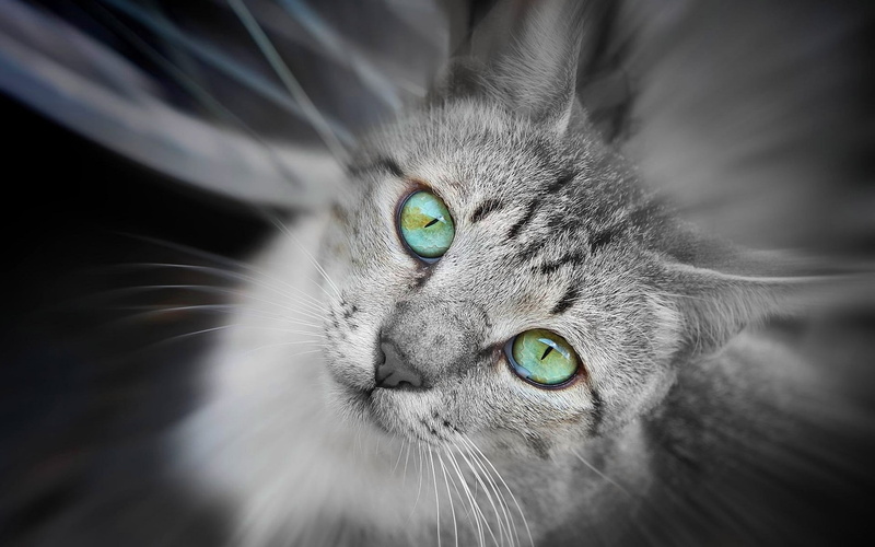portrait, one animal, no people, animal head, green eyes, eye, mammal, 1080P, domestic cat, gray, animal body part, body part, vertebrate, pets, feline