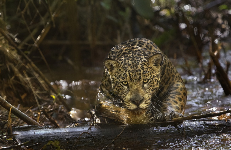 Jaguar, Amazonia, 1080P, Amazon, (film), predator