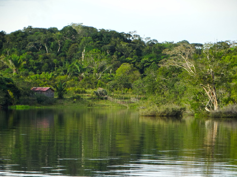 2K, tropical climate, green color, water, amazonas, lake, waterfront, foliage, amazon, brazil, plant, tree, forest, outdoors, day, tranquility, non-urban scene