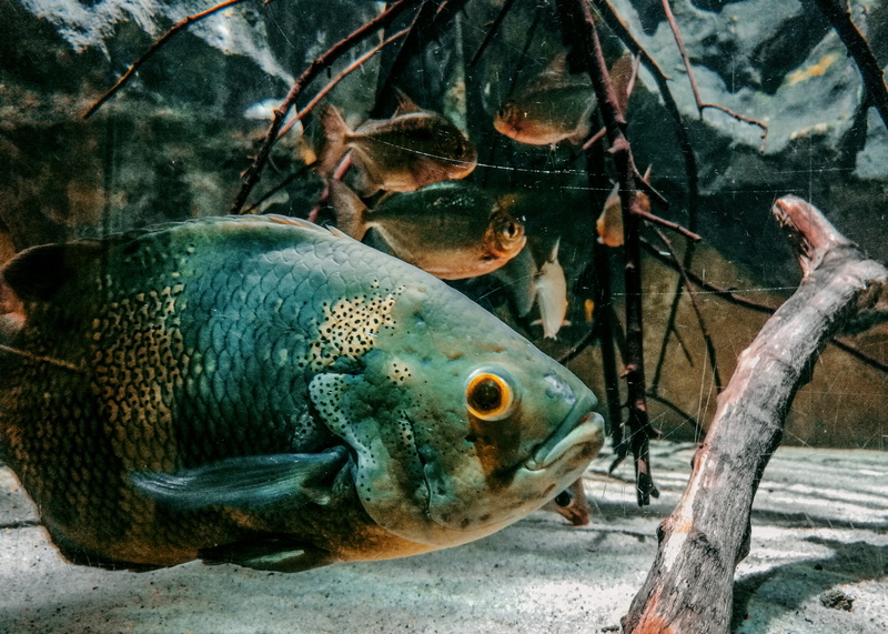 wild, piraña, sea life, no people, close-up, pirañas, fishes, piranha, cali, aquariums, amazonas, peces, underwater, animal themes, Amazons, animals in captivity