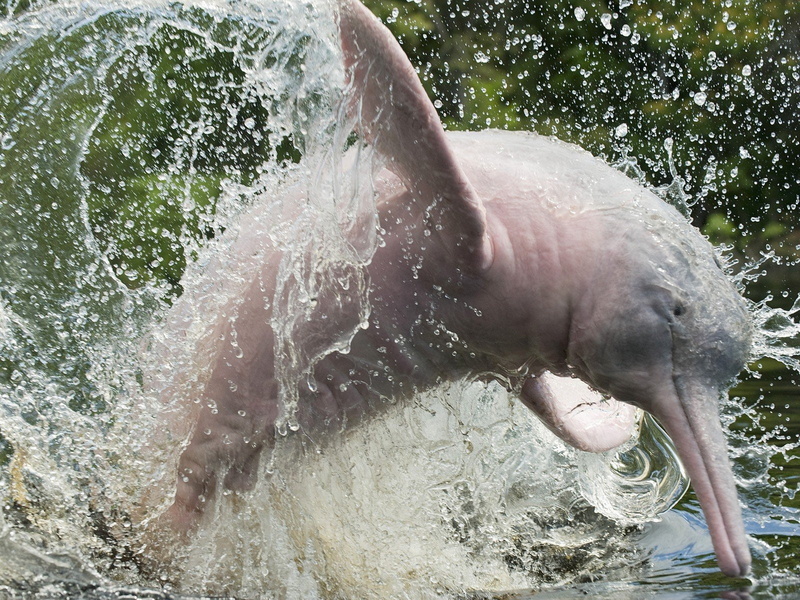 splashes, dolphins, amazonas, animals, brazil, 720P