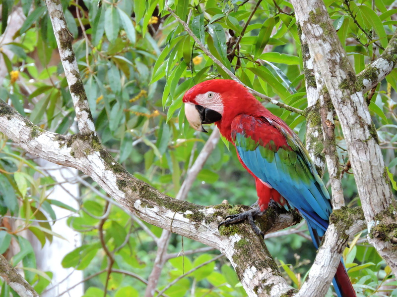 4K, multi colored, red, no people, macaw, one animal, fauna, scarlet macaw, parrot, tree, nature, vertebrate, animal wildlife, animal themes, perching