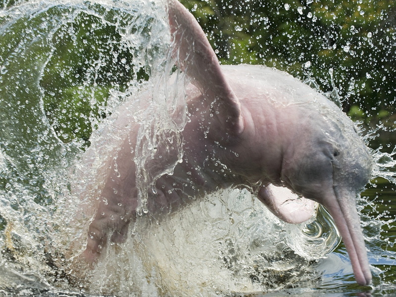 brazil, amazonas, art, dolphins, splashes, x, 720P, animals, hd