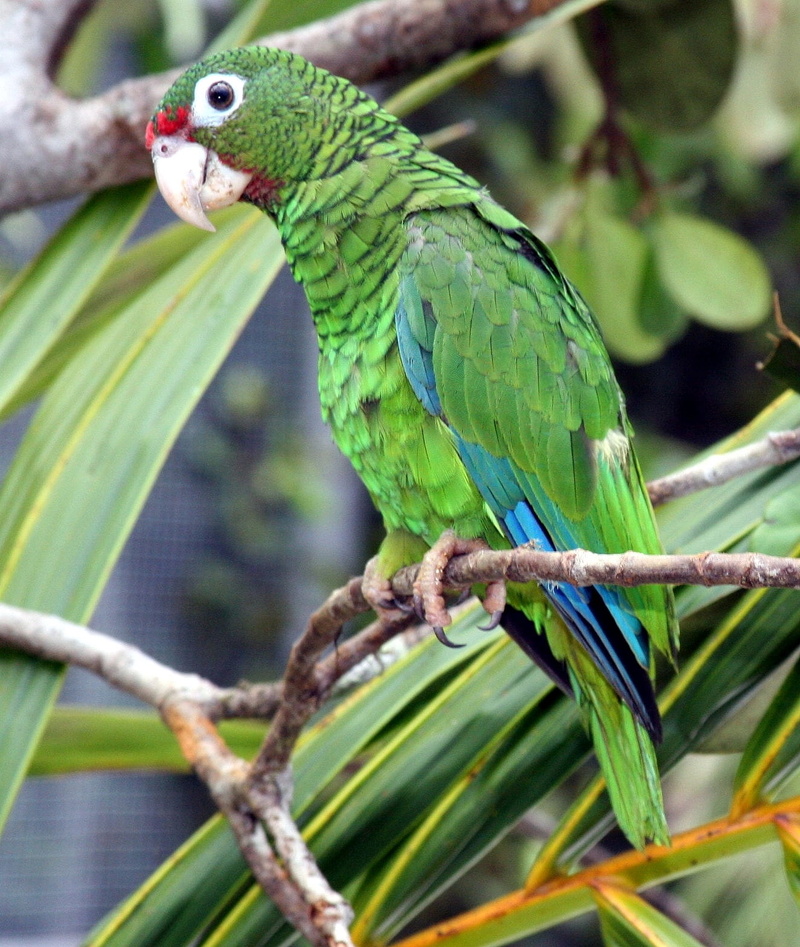 beak, nature, amazona, multi Colored, macaw, day, tropical Climate, animal wildlife, public domain, rican, animal, pets, endangered, parrot, amazon, blue