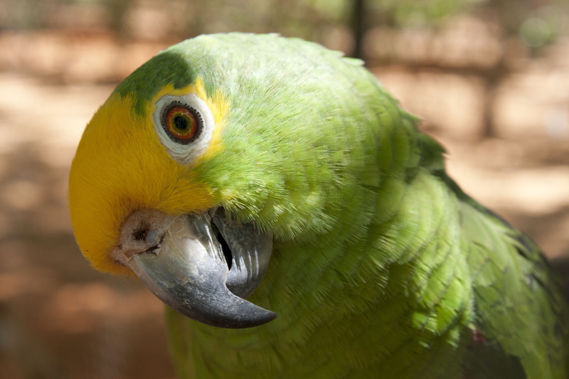 one animal, 4K, ave, yellow cheeked, beak, bird, captivity, close-up, focus on foreground, parrot, day, vertebrate, tropical rainforest, animals, animals in the wild