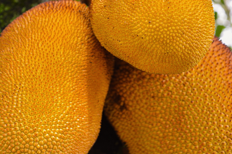 selva, day, beauty in nature, fruit, forest, texture, plant, textured, wellbeing, close-up, amazonas, yellow, cali, backgrounds, full frame, food, still life