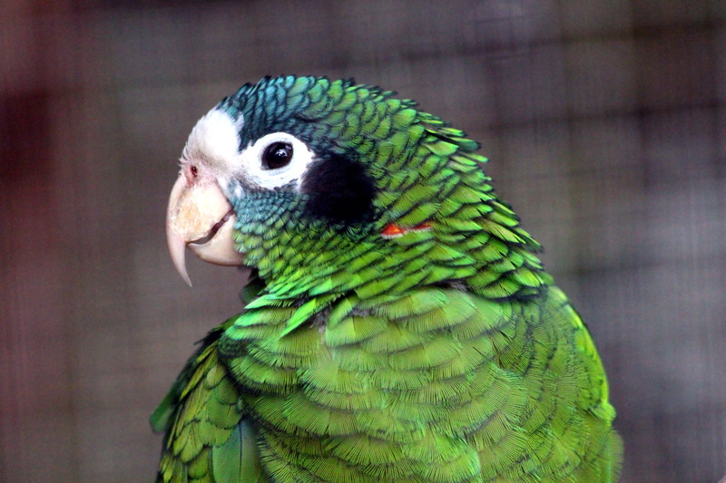 animal eye, living nature, amazon, beak, parrot, animals, portrait, feathered race, animal body part, head, animal themes, amazona ventralis, 2K, no people