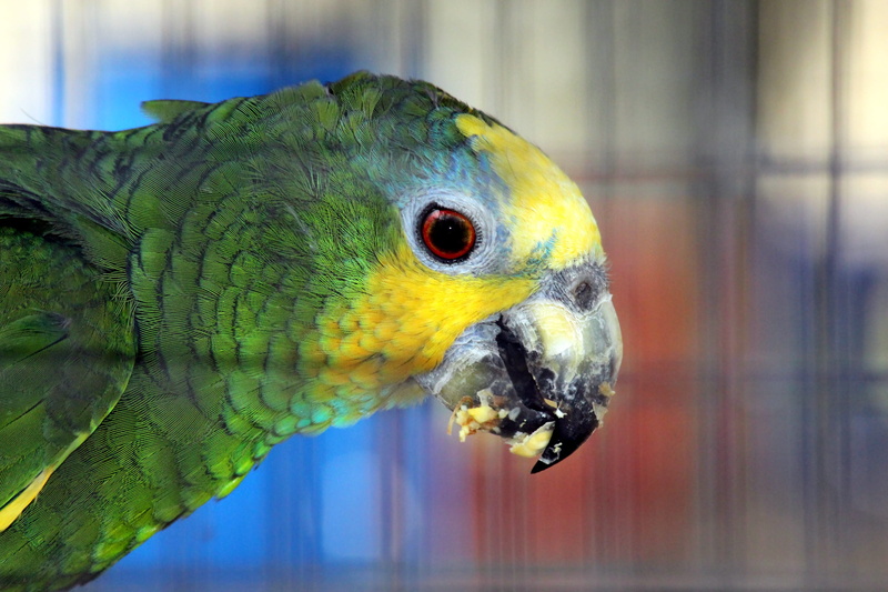 animals in captivity, green, closeup, vertebrate, looking, one animal, feathered race, pet, profile view, nature, amazona amazonica, animal body part, feathers