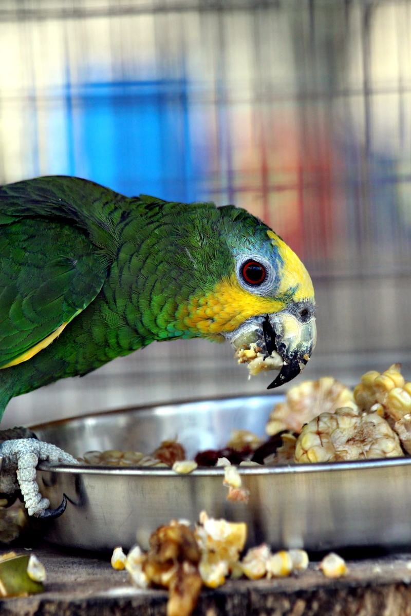focus on foreground, fauna, closeup, bird, animals in the wild, venezuelan amazon, food and drink, macro, lunch, feathered race, feeding, animal wildlife