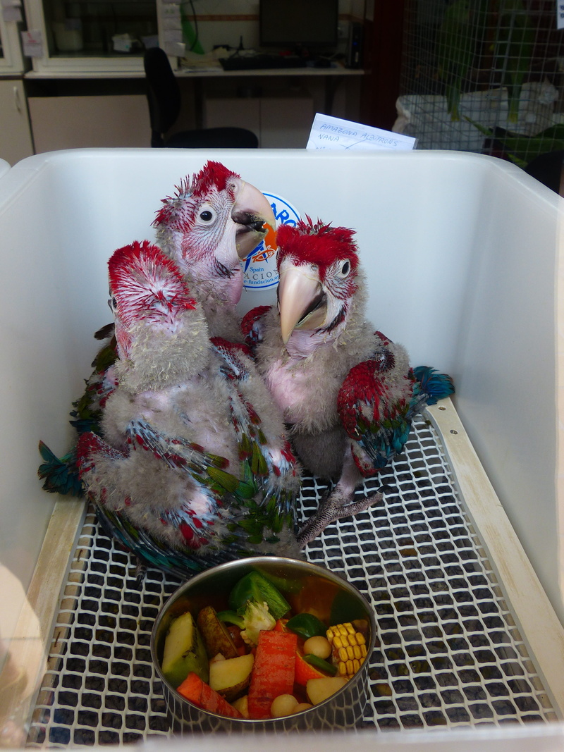 christmas, parrot breeding station, parrot babies, parrot breeding, art and craft, day, babies, young, animal themes, vertebrate, real parrotshop, freshness