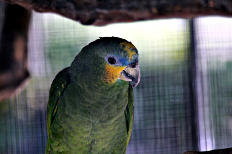feathered race, animal themes, venezuelan amazon, nature, cage, pets, focus on foreground, day, no people, parakeet, one animal, closeup, multi colored