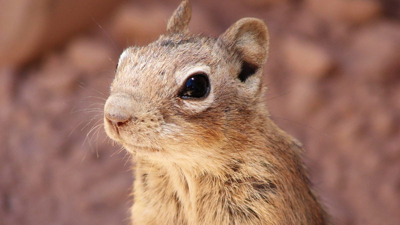 whisker, chipmunk, animal wildlife, eye, cheek, animals in the wild, animal eye, one animal, nature, no people, outdoors, close-up, focus on foreground