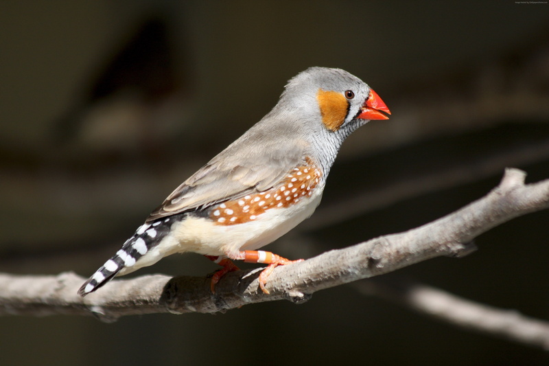 Grey cockatiel bird, yellow face, Taeniopygia guttata, bird, Australia, tourism, nature, 4K, orange cheek patch