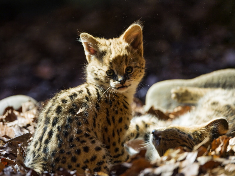 2K, Serval, Cat, Cute