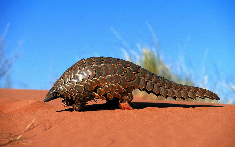 Pangolin, Animal, 1080P, Mammal