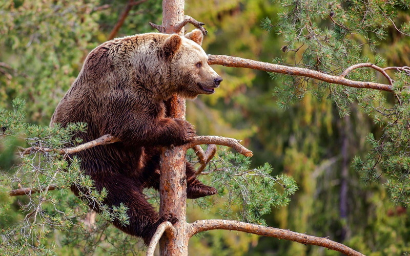 720P, animals, wildlife, mammals, bears