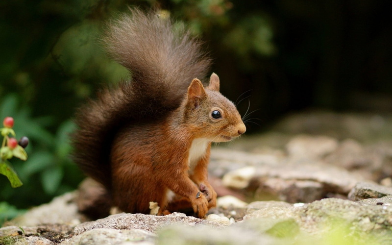 animal themes, tree, animal wildlife, 720P, nature, rodent, brown, chipmunk, day, solid, short, squirrel, mammals, cat, close-up, fur, animals in the wild