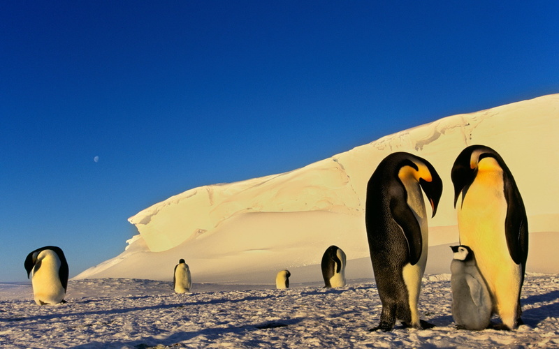 penguins, wildlife, 1080P, nature, birds, animals, baby animals