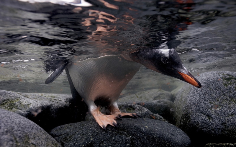 penguins, animals, birds, underwater, 1080P, water, feathers, nature, rock