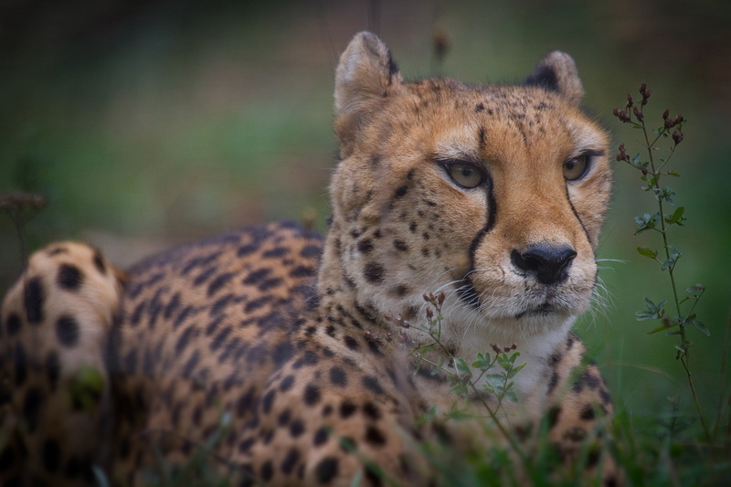 land, cheetah, vertebrate, one animal, no people, animal, big cat, day, wild cat, animals, spotted, macro, feline, portrait, mammal, brown, animals in the wild