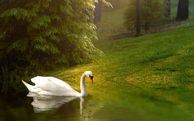 animal themes, reflection, water, floating on water, bird, day, s, one animal, animals in the wild, birds, green color, tree, person, outdoors, swan, animal wildlife