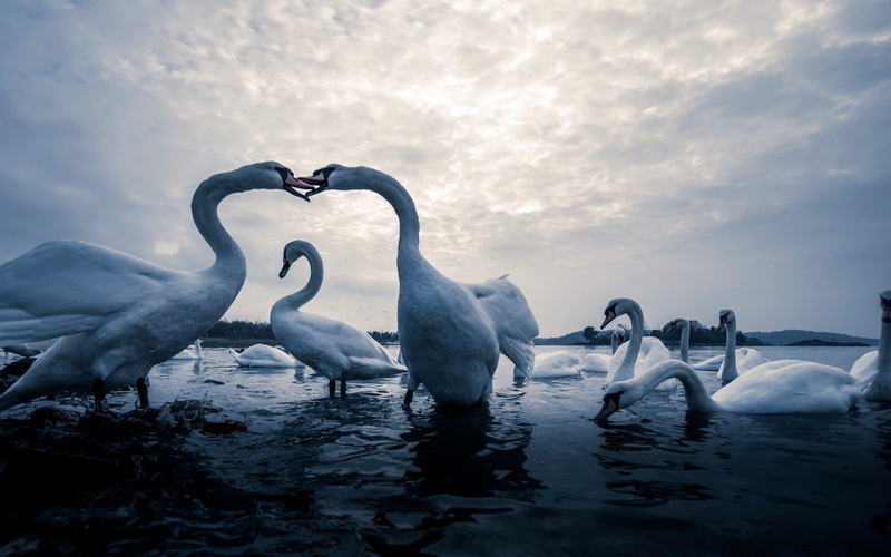 animal neck, cloud - sky, animal, floating on water, vertebrate, group of animals, waterfront, bird, animal family, sky, animal themes, swimming, birds