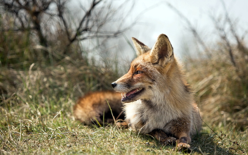 dog, canine, domestic animals, land, tree, mouth open, animal themes, animals, animal, one animal, animal wildlife, fox, vertebrate, domestic, grass, looking