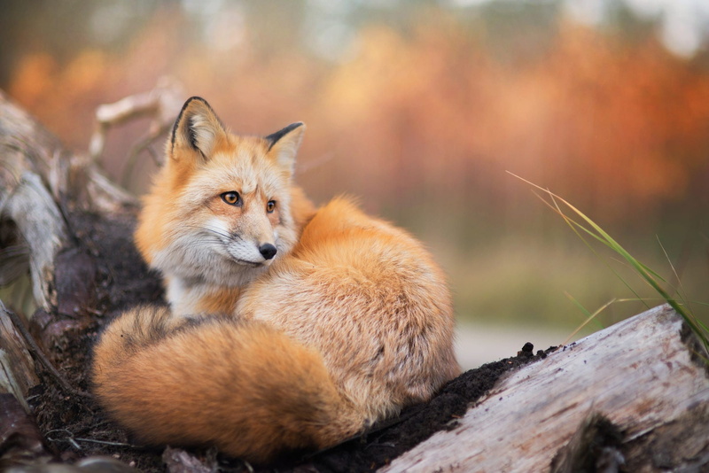 animals, fox, wildlife, 1080P, nature