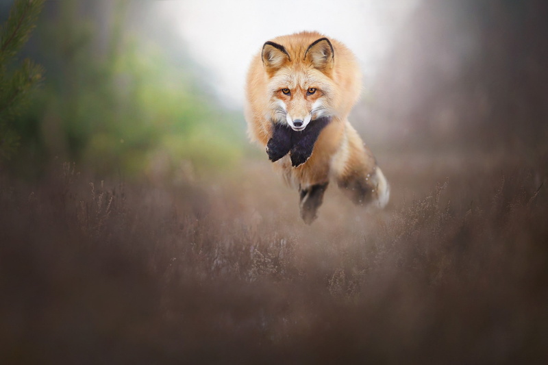 one animal, dog, portrait, running, pets, outdoors, fox, 1080P, mammal, selective focus, nature, vertebrate, animal wildlife, animals in the wild, domestic