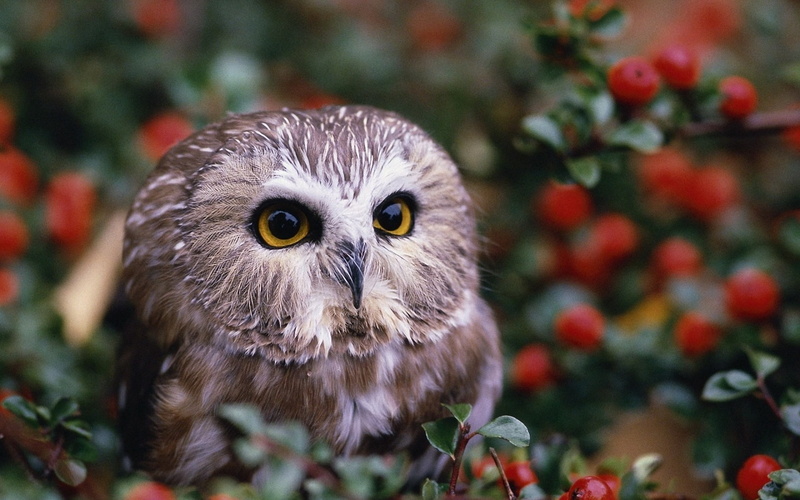 animals, birds, owl, wildlife, 2K, nature