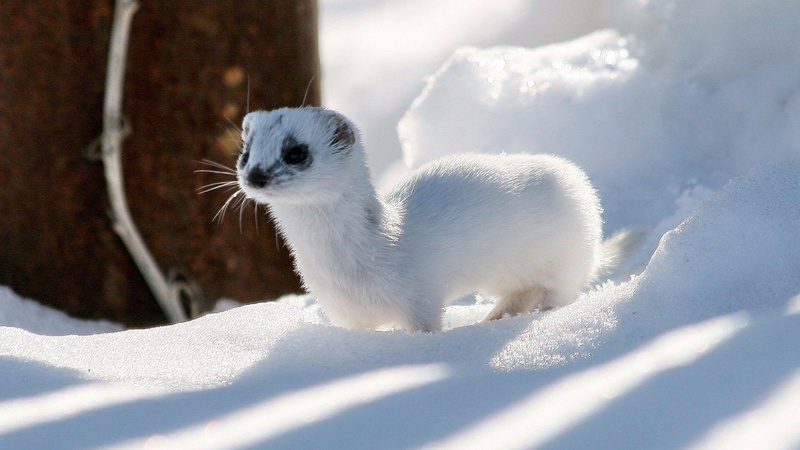 stoat, ermine, wildlife, snow, winter, ferret, cute, 4K, weasel