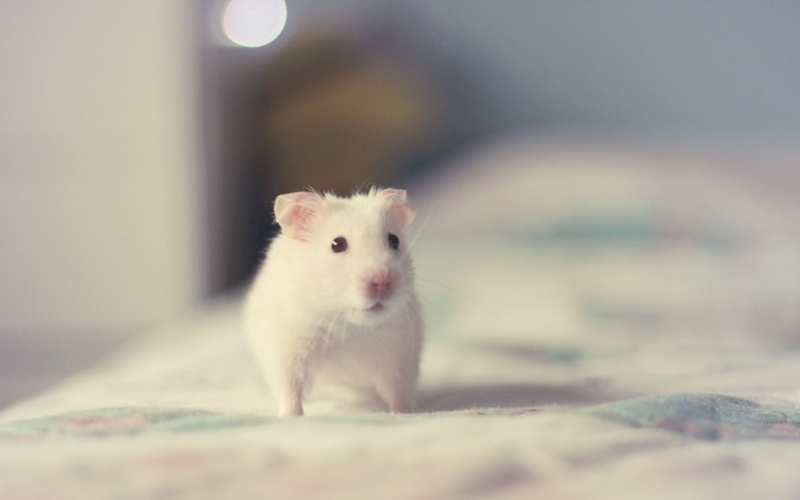 hamster, rat, front view, mammal, animals, animal eye, domestic animals, selective focus, small, one animal, indoors, close-up, pets, looking at camera