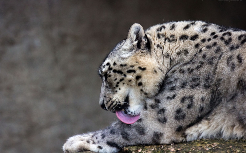 wildlife, 1080P, snow leopard, animals