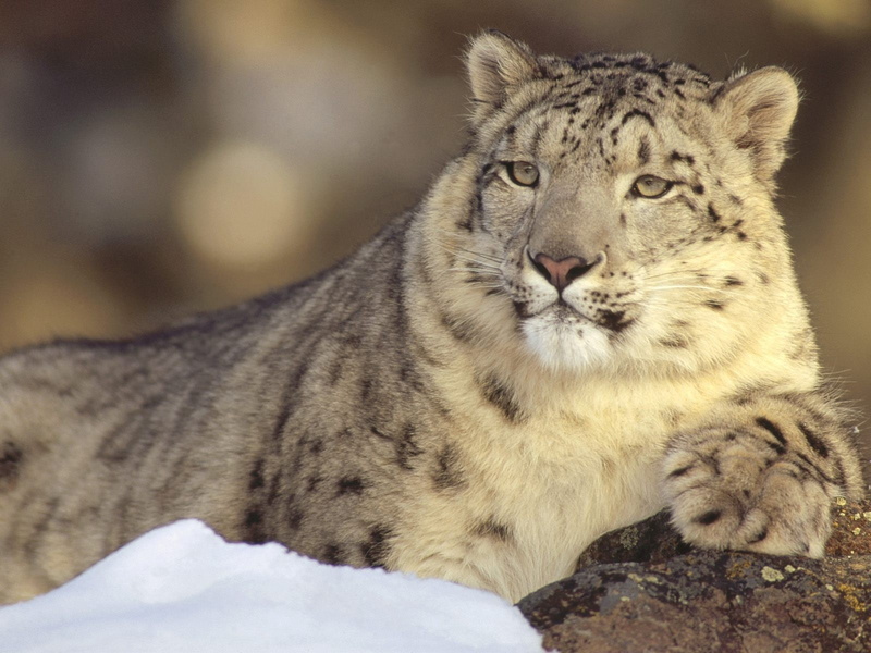 animal themes, feline, animals, animal, carnivora, cat, whisker, vertebrate, big cat, close-up, leopard (animal), mammals, portrait, mammal, snow leopards