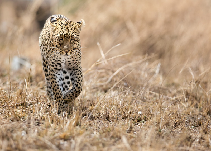 leopard (animal), wildlife, 2K, leopard, animals
