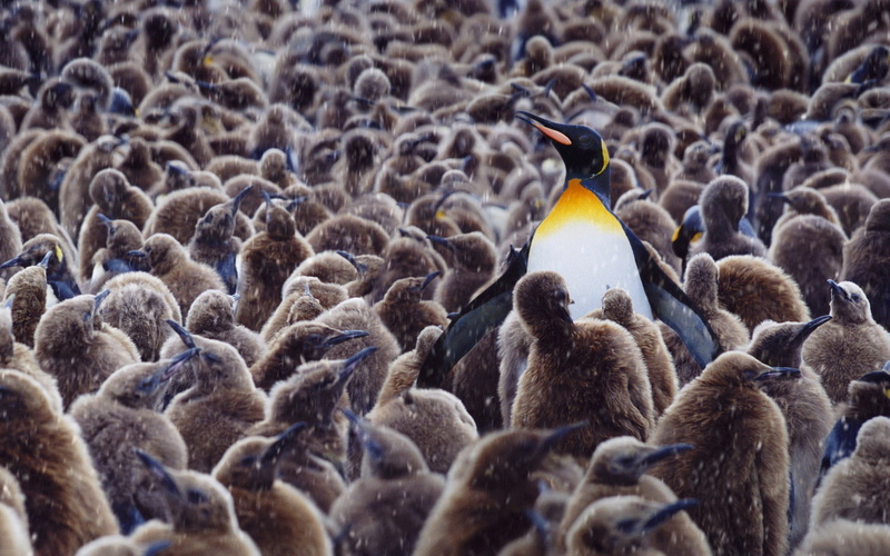 animals, penguins, 1080P, baby animals, wildlife