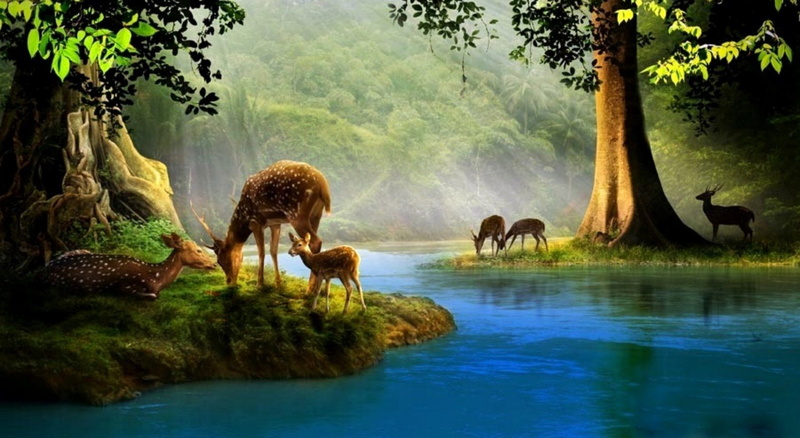 720P, Wildlife, illustration, Deer, Baby Animal, Drawing, Fawn, Animal