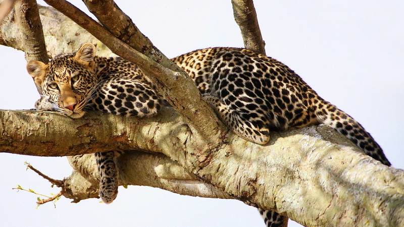 wildlife, no people, branch, 1080P, animals hunting, leopard, animals, mammal, animal wildlife, trunk, survival, tree trunk, animal, nature, big cat, plant