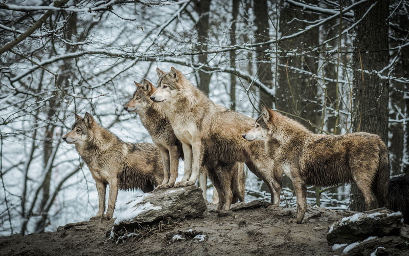 trunk, plant, animals, outdoors, nature, animal wildlife, forest, vertebrate, tree, animals in the wild, wolf, no people, mammal, day, standing, wildlife
